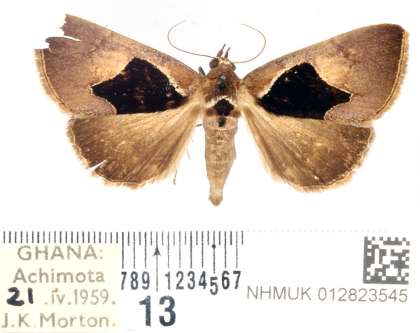 /filer/webapps/moths/media/images/O/oxyprora_Fodina_AM_BMNH.jpg