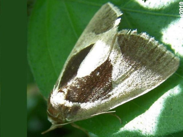 /filer/webapps/moths/media/images/O/oxyprora_Fodina_A_Goff_03.JPG
