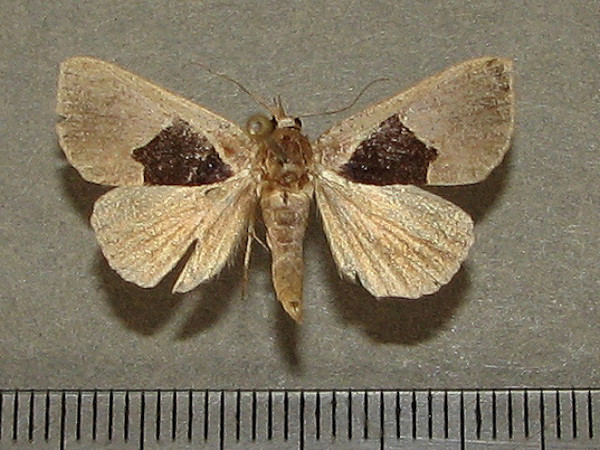 /filer/webapps/moths/media/images/O/oxyprora_Fodina_A_Goffa_01.JPG