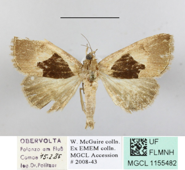 /filer/webapps/moths/media/images/O/oxyprora_Fodina_A_MGCLa_01.JPG