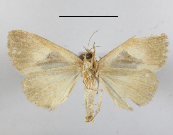 /filer/webapps/moths/media/images/O/oxyprora_Fodina_A_MGCLb_01.JPG
