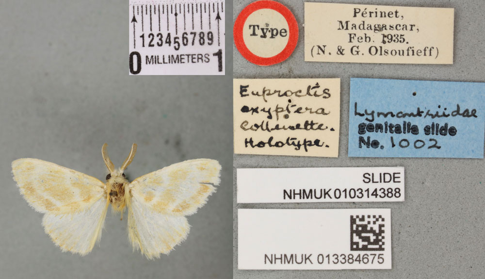 /filer/webapps/moths/media/images/O/oxyptera_Euproctis_HT_BMNHa.jpg