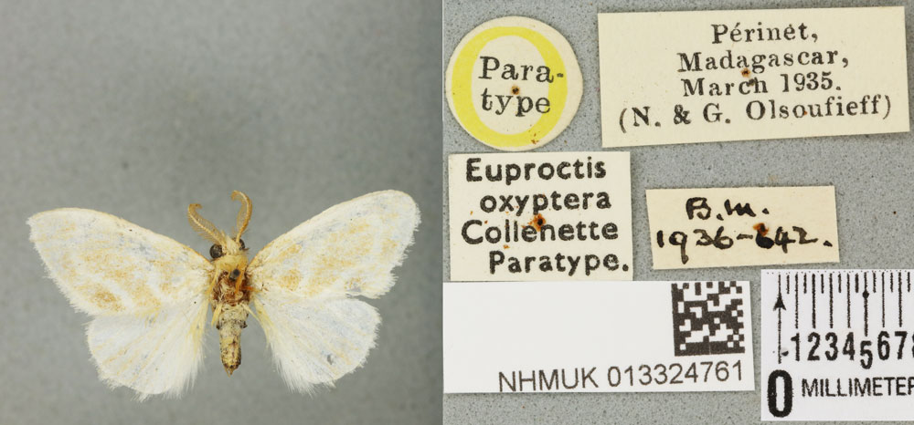 /filer/webapps/moths/media/images/O/oxyptera_Euproctis_PTM_BMNH_01a.jpg