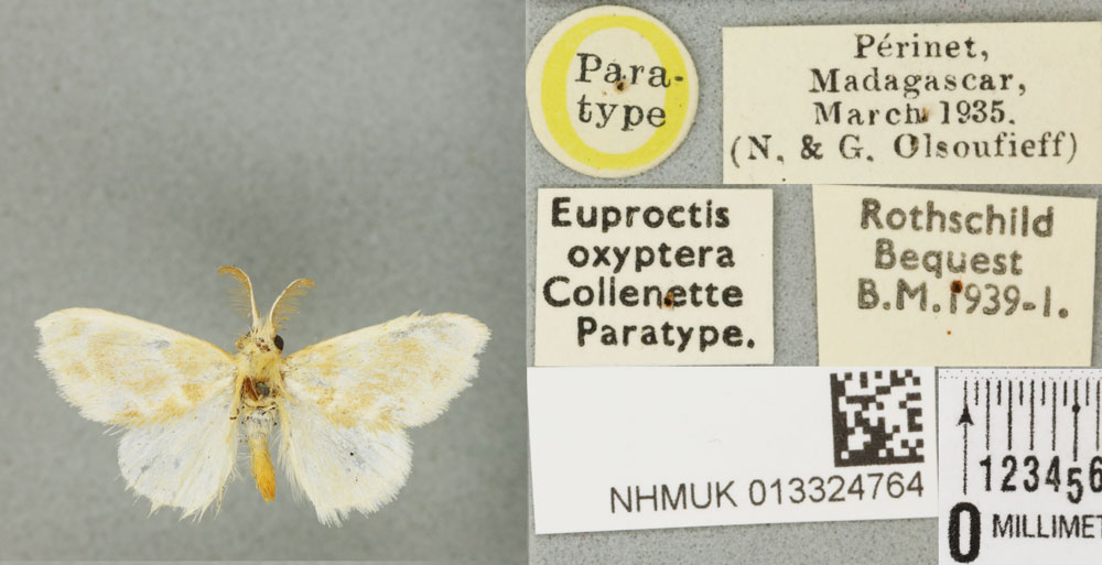 /filer/webapps/moths/media/images/O/oxyptera_Euproctis_PTM_BMNH_02a.jpg