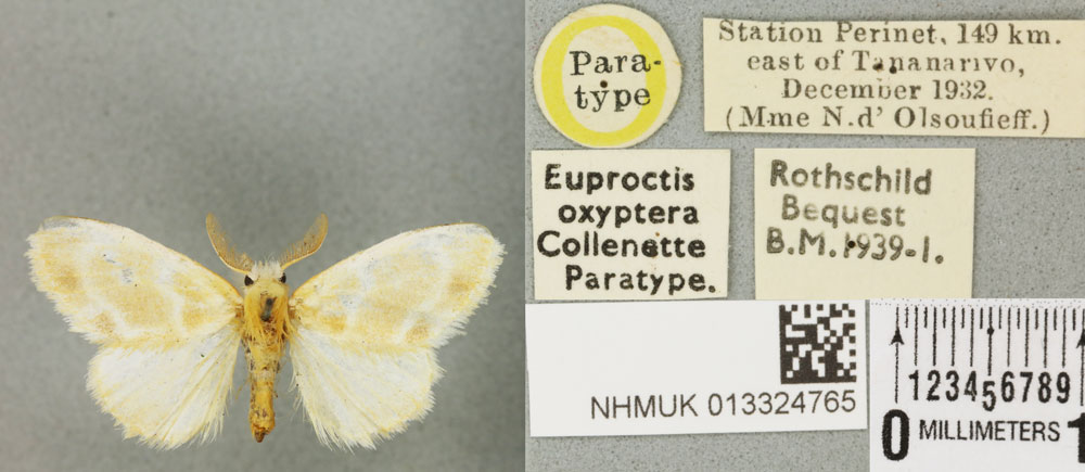 /filer/webapps/moths/media/images/O/oxyptera_Euproctis_PTM_BMNH_03a.jpg
