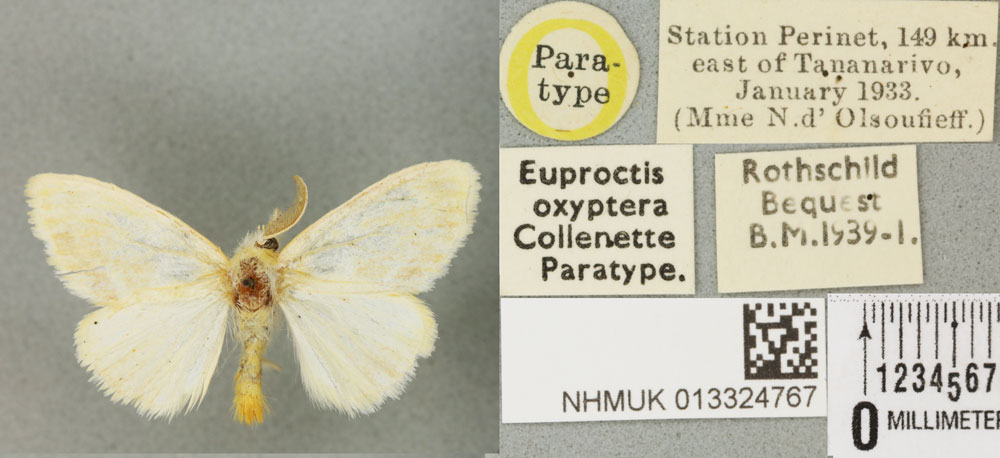 /filer/webapps/moths/media/images/O/oxyptera_Euproctis_PTM_BMNH_04a.jpg