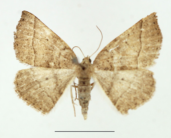 /filer/webapps/moths/media/images/O/oxyptera_Pareclipsis_AF_TMSA.jpg