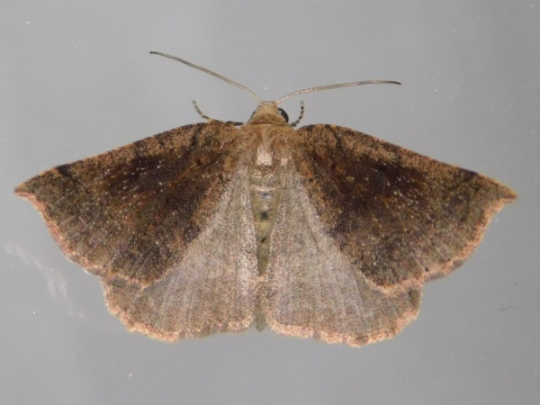 /filer/webapps/moths/media/images/O/oxyptera_Pareclipsis_A_Grobler_01.jpg