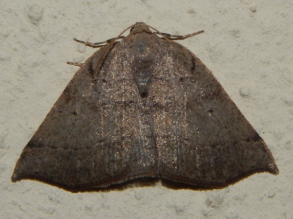 /filer/webapps/moths/media/images/O/oxyptera_Pareclipsis_A_Grobler_02.jpg