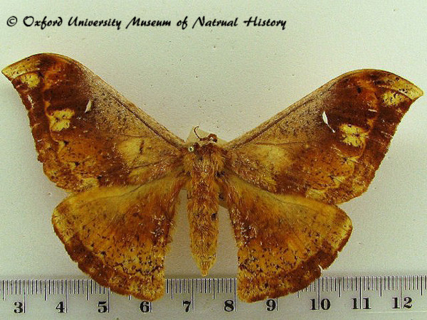 /filer/webapps/moths/media/images/O/oxytela_Goodia_AF_OUMNH.jpg