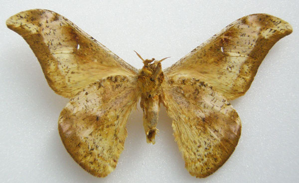 /filer/webapps/moths/media/images/O/oxytela_Goodia_HT_NHMUKb.jpg