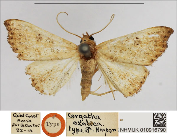 /filer/webapps/moths/media/images/O/ozolica_Corgatha_HT_NHMUK.jpg