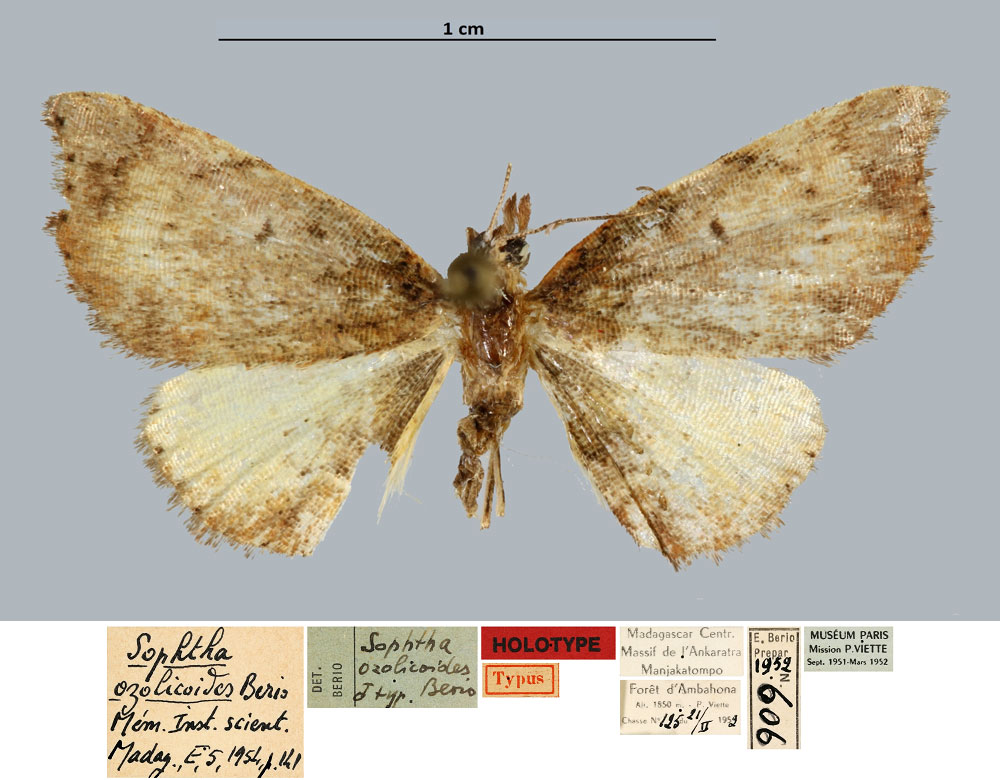 /filer/webapps/moths/media/images/O/ozolicoides_Sophtha_HT_MNHN.jpg