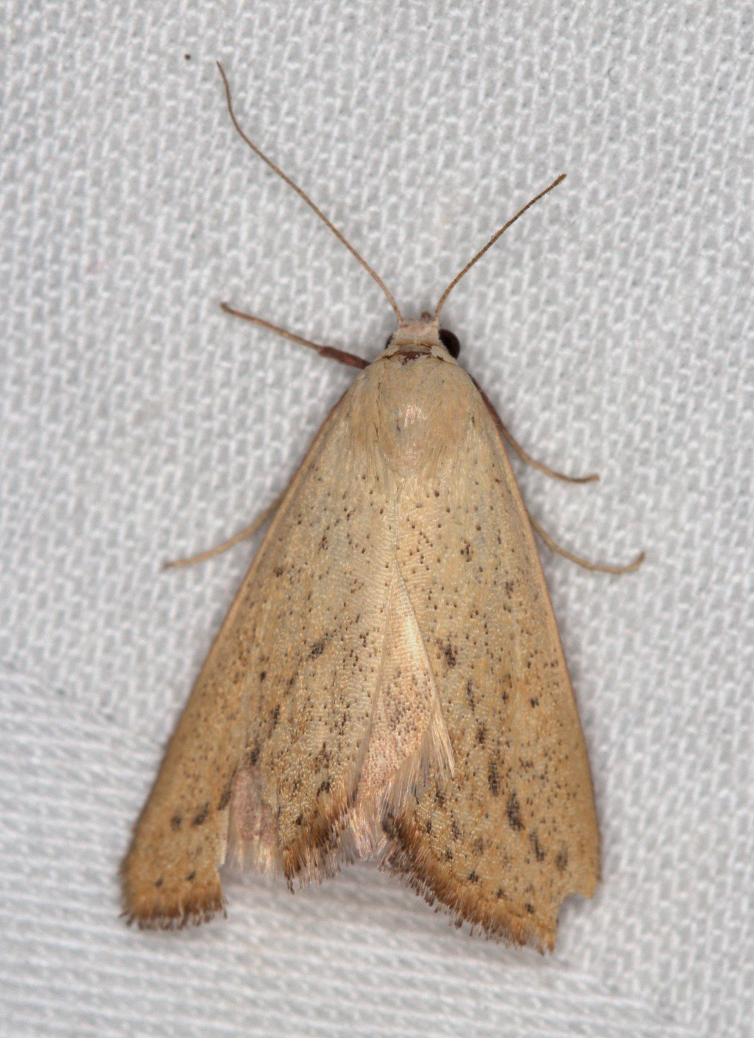 /filer/webapps/moths/media/images/P/Phytometra_helesusalis_-_Curveline_Phytometra_lat-26_499441_lon28_339979_2014-0_epccxOM.jpg
