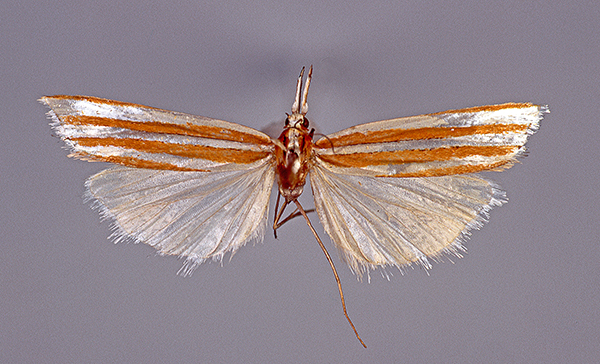 /filer/webapps/moths/media/images/P/Productalius_tritaeniellus_Marion_HT.jpg