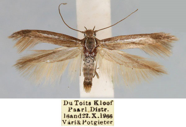 /filer/webapps/moths/media/images/P/paarlensis_Scythris_HT_TMSA_0IRM47C.jpg