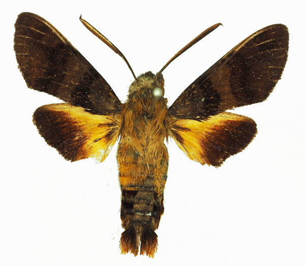 /filer/webapps/moths/media/images/P/pachycerus_Macroglossum_AM_Basquina.jpg