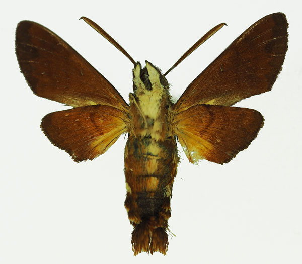 /filer/webapps/moths/media/images/P/pachycerus_Macroglossum_AM_Basquinb.jpg