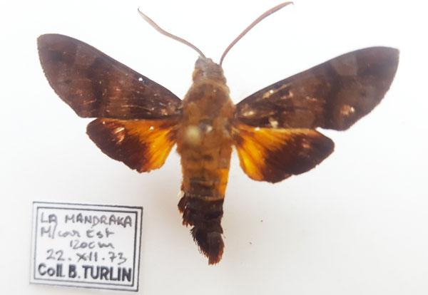 /filer/webapps/moths/media/images/P/pachycerus_Macroglossum_AM_Turlin.jpg