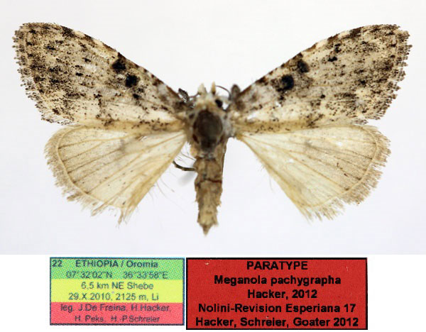 /filer/webapps/moths/media/images/P/pachygrapha_Meganola_PTF_Aulombard_MIcAghp.jpg