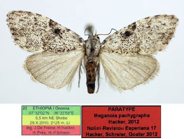 /filer/webapps/moths/media/images/P/pachygrapha_Meganola_PTM_Aulombard_q5PUAFQ.jpg
