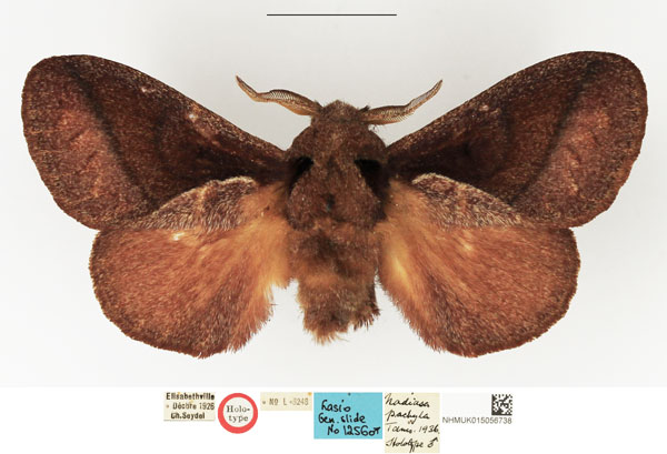 /filer/webapps/moths/media/images/P/pachyla_Nadiasa_HT_NHMUK.jpg