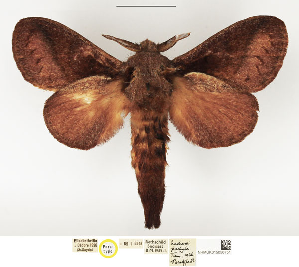 /filer/webapps/moths/media/images/P/pachyla_Nadiasa_PTM_NHMUK.jpg