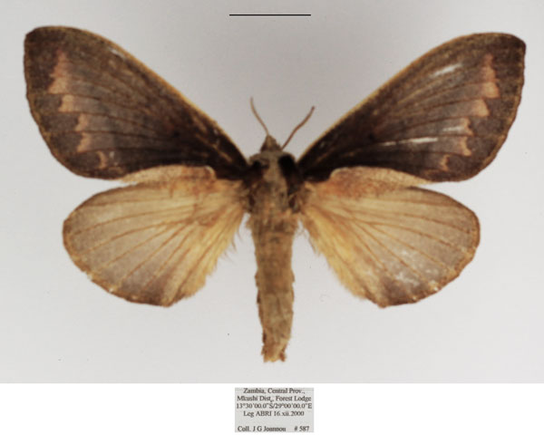 /filer/webapps/moths/media/images/P/pachyla_Stoermeriana_AF_TMSA_01.jpg