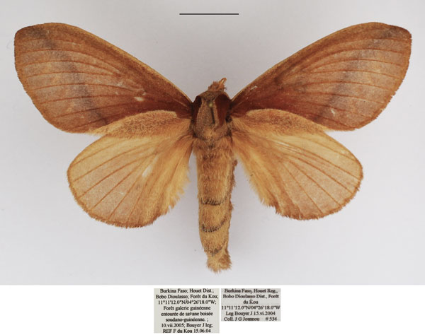 /filer/webapps/moths/media/images/P/pachyla_Stoermeriana_AF_TMSA_02.jpg