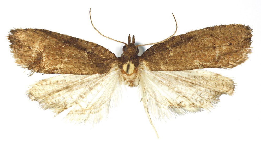 /filer/webapps/moths/media/images/P/pachyluncus_Pachyluncaria_HT_RMCA.jpg