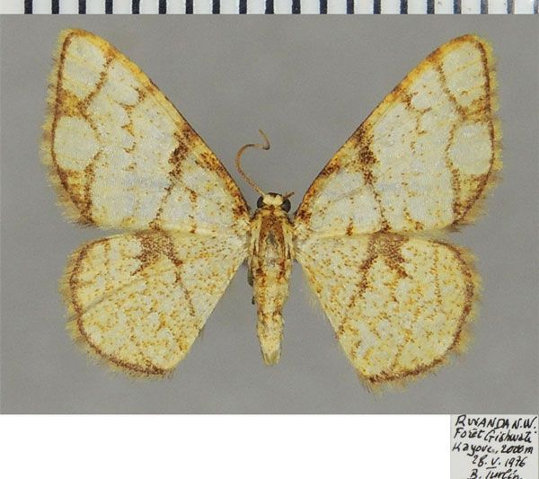 /filer/webapps/moths/media/images/P/pachyspila_Heterostegane_AM_ZSM.jpg