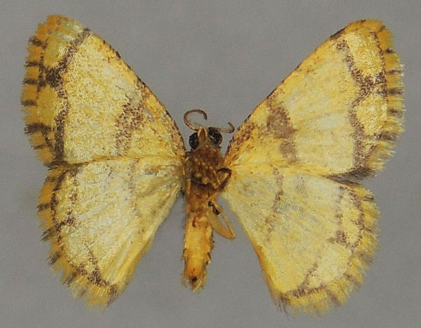 /filer/webapps/moths/media/images/P/pachyspila_Heterostegane_AM_ZSMb.jpg