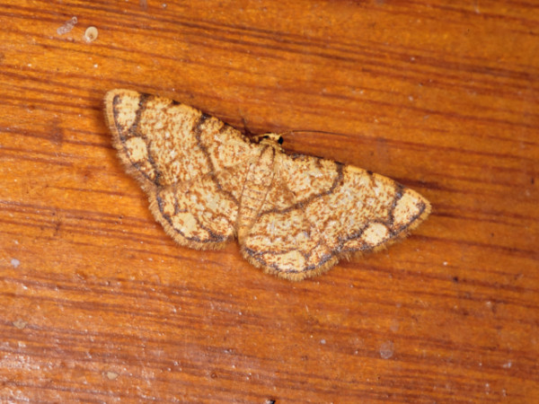 /filer/webapps/moths/media/images/P/pachyspila_Heterostegane_A_Roland.jpg