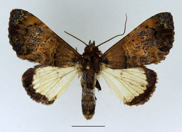 /filer/webapps/moths/media/images/P/pacifica_Amblyprora_AM_Basquin.jpg