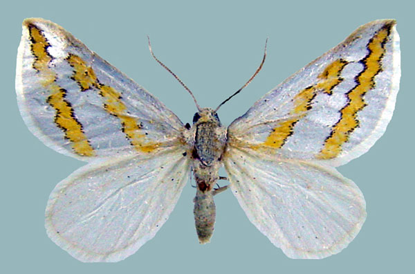 /filer/webapps/moths/media/images/P/pactolaria_Conchylia_AF_ZSMa.jpg