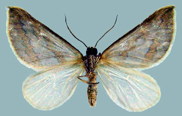 /filer/webapps/moths/media/images/P/pactolaria_Conchylia_AF_ZSMb.jpg