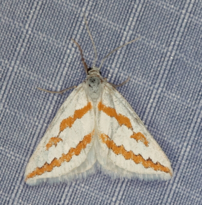 /filer/webapps/moths/media/images/P/pactolaria_Conchylia_A_Heyns_01.JPG