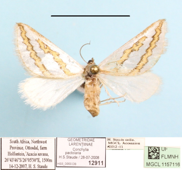 /filer/webapps/moths/media/images/P/pactolaria_Conchylia_A_MGCLa_01.JPG