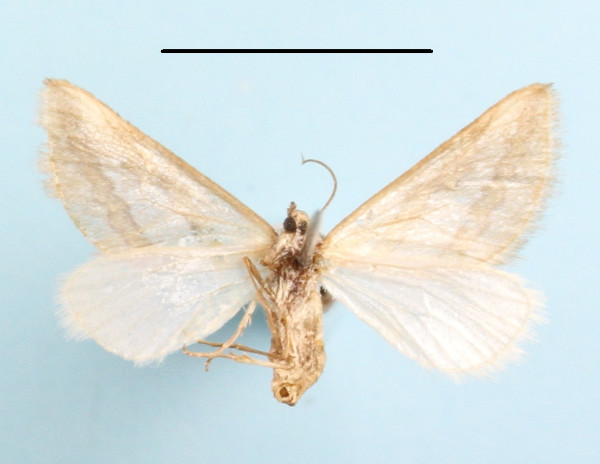 /filer/webapps/moths/media/images/P/pactolaria_Conchylia_A_MGCLb_01.JPG
