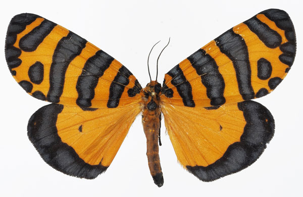 /filer/webapps/moths/media/images/P/pactolicus_Amphicallia_AF_Basquin.jpg