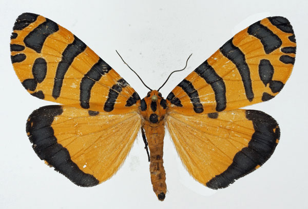 /filer/webapps/moths/media/images/P/pactolicus_Amphicallia_AM_Basquin_01.jpg