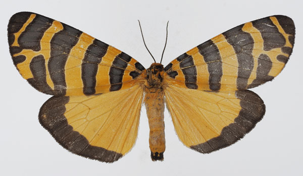 /filer/webapps/moths/media/images/P/pactolicus_Amphicallia_AM_Basquin_02.jpg