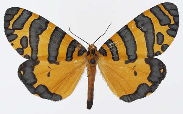 /filer/webapps/moths/media/images/P/pactolicus_Amphicallia_AM_Basquin_03.jpg