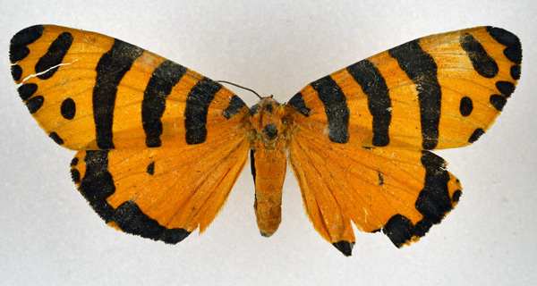 /filer/webapps/moths/media/images/P/pactolicus_Amphicallia_AM_NHMO.jpg