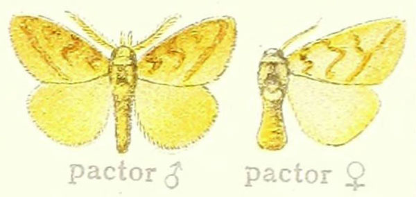 /filer/webapps/moths/media/images/P/pactor_Lacipa_ST_Hering_21e.jpg