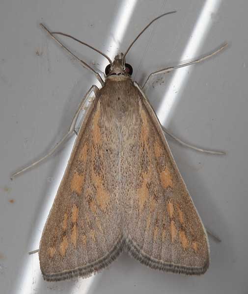 /filer/webapps/moths/media/images/P/paediusalis_Dolicharthria_A_Heyns.jpg