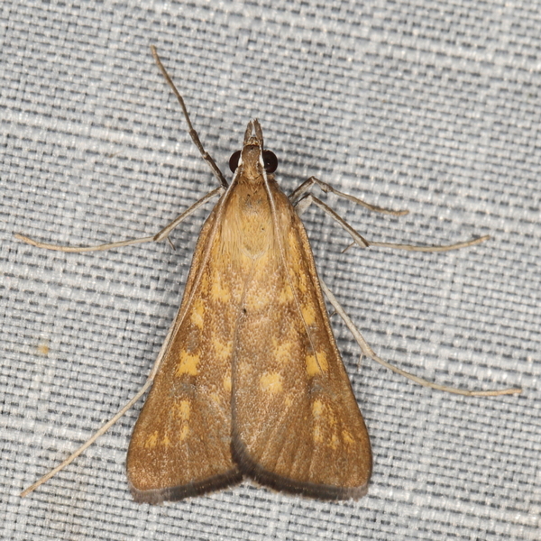 /filer/webapps/moths/media/images/P/paediusalis_Dolicharthria_A_Heyns_01.JPG