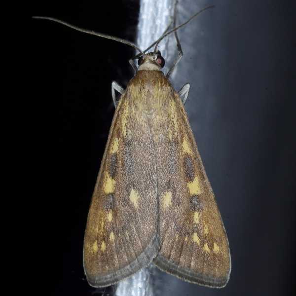 /filer/webapps/moths/media/images/P/paediusalis_Dolicharthria_A_Heyns_02.JPG