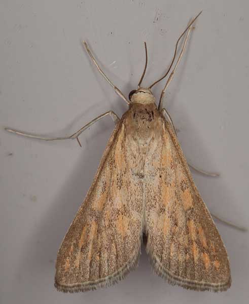 /filer/webapps/moths/media/images/P/paediusalis_Dolicharthria_A_Heynsa.jpg