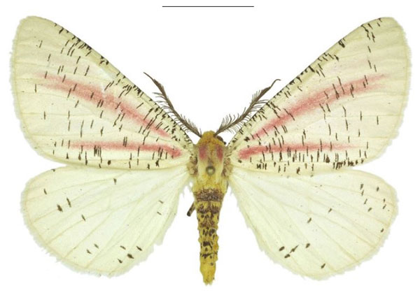 /filer/webapps/moths/media/images/P/paeonistriata_Nothabraxas_HT_ANHRT.jpg